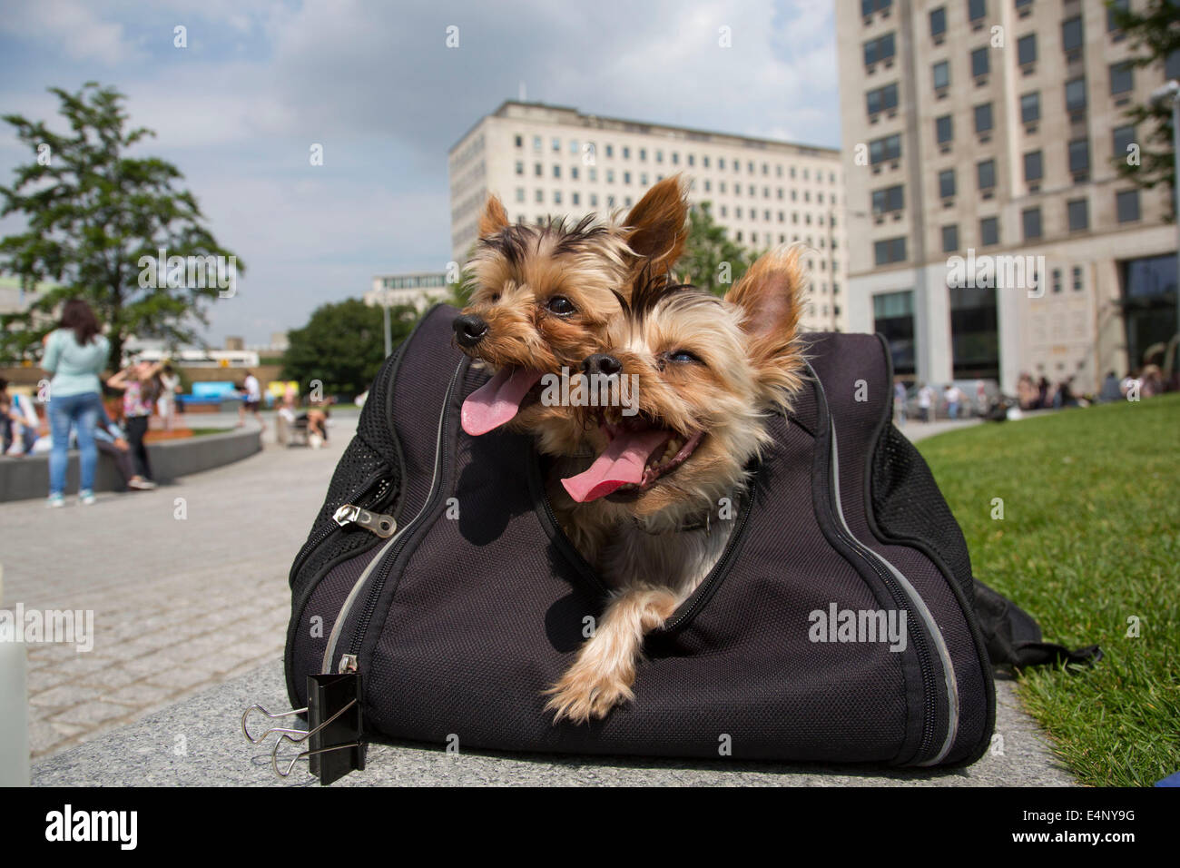 Yorkshire Terrier dogs (Gucci (left, 9) and Louie (right, 4) in their  travel bag. Summer South Bank, London, UK Stock Photo - Alamy