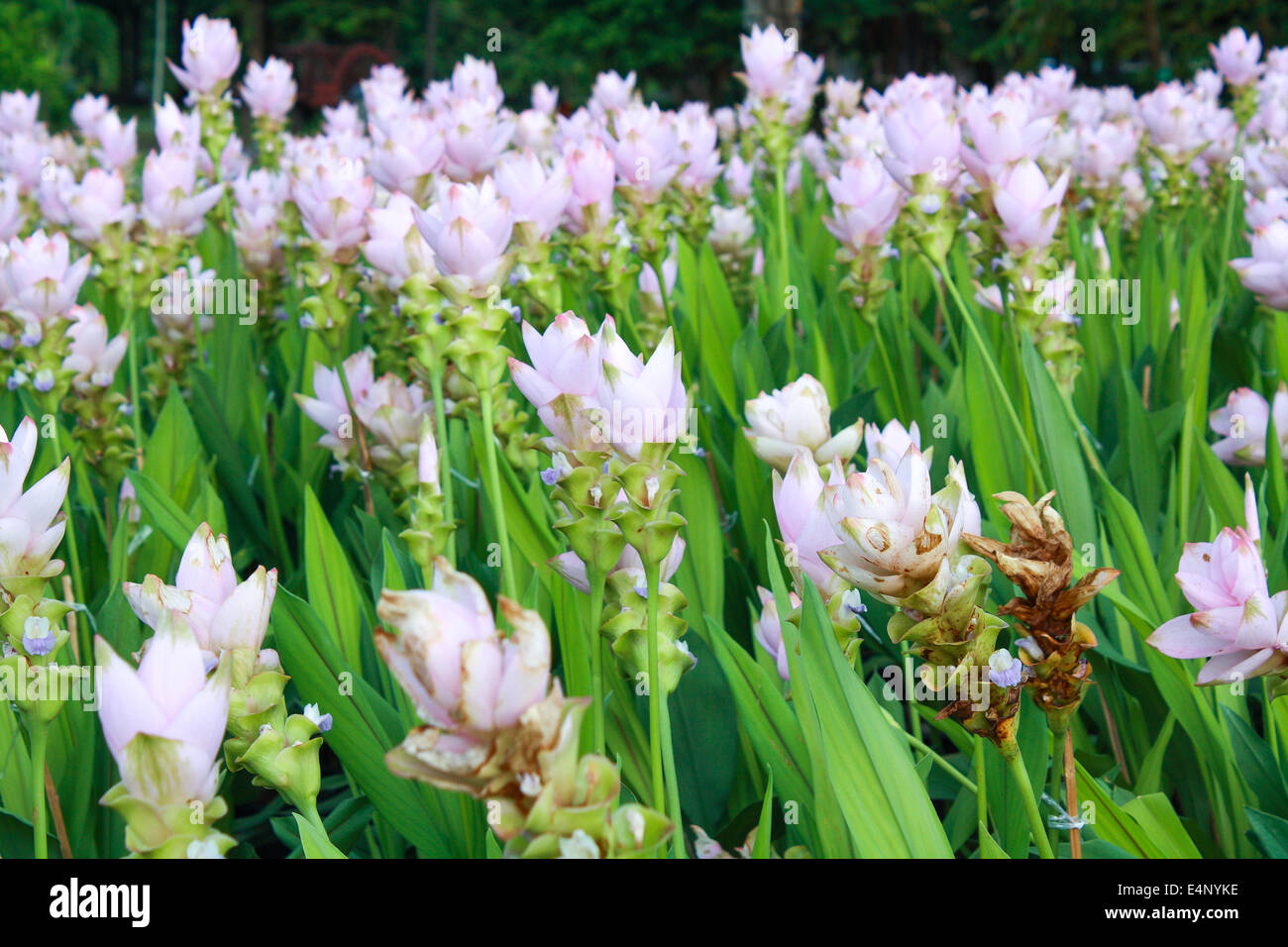 Curcuma alismatifolia, Siam tulip or summer tulip (pathuma, or dok krajiao) is a tropical plant native to Laos, northern Thailan Stock Photo