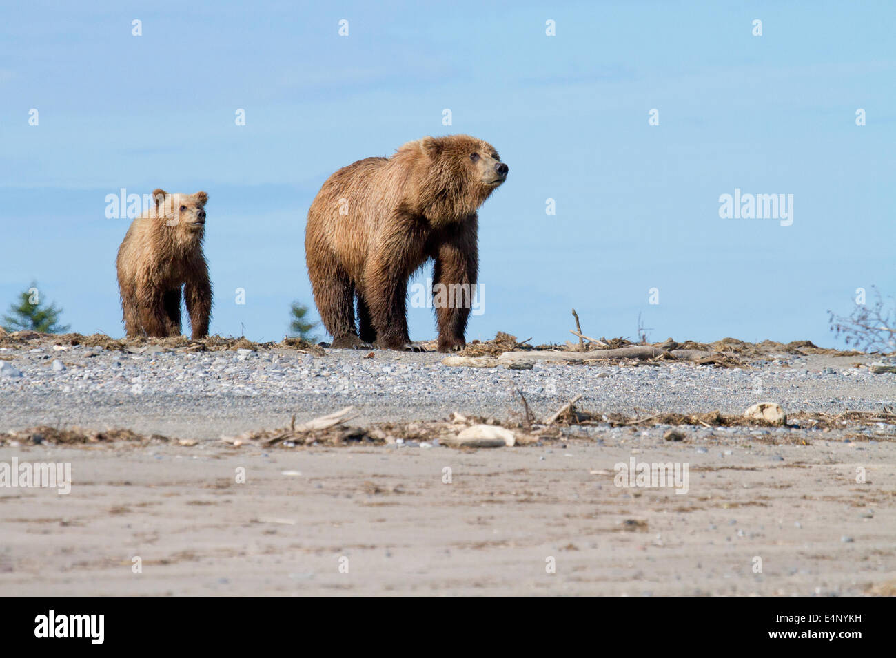 Grizzly bear and cub looking out from vantage point on sandy beach in Alaska Stock Photo