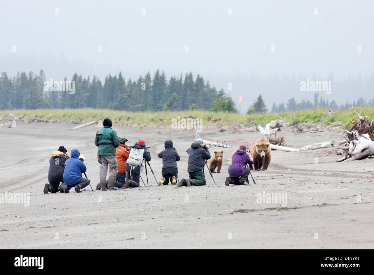 Grizzly bear and cub walking past a group of photographers on a beach in Alaska Stock Photo