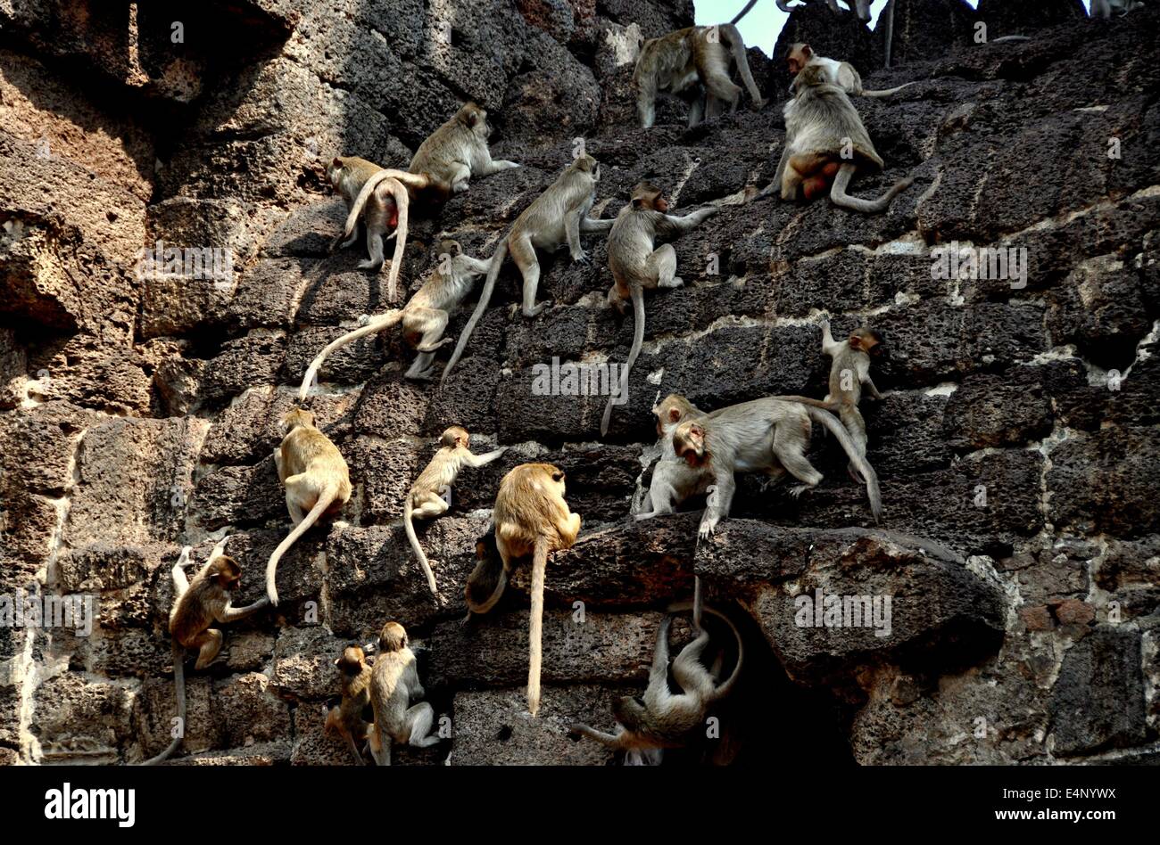 LOPBURI, THAILAND: Monkeys scampering over the ancient stones of the