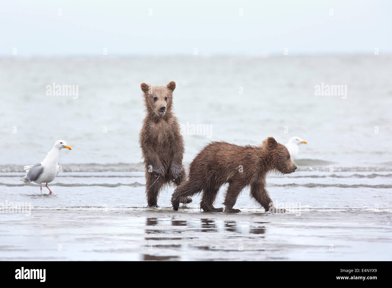 Four-month-old grizzly bear cubs on seashore in Alaska Stock Photo