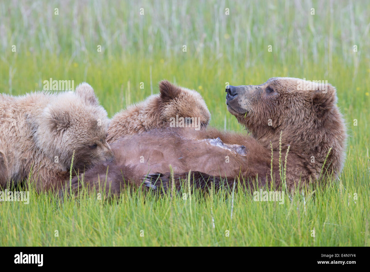 Grizzly bear cubs suckling in grassy meadow Stock Photo