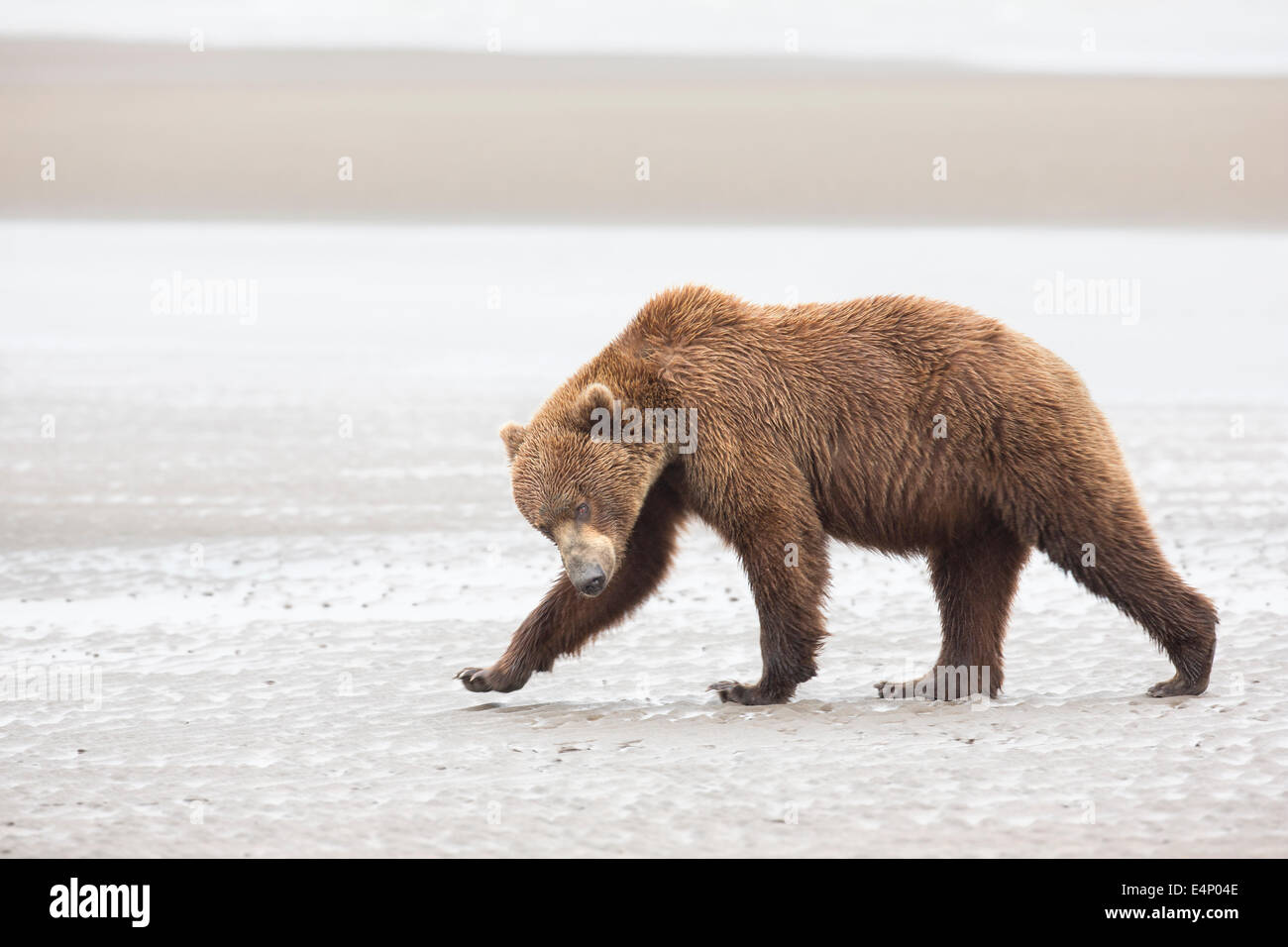 Grizzly Bear crossing mud-flats in Alaska Stock Photo