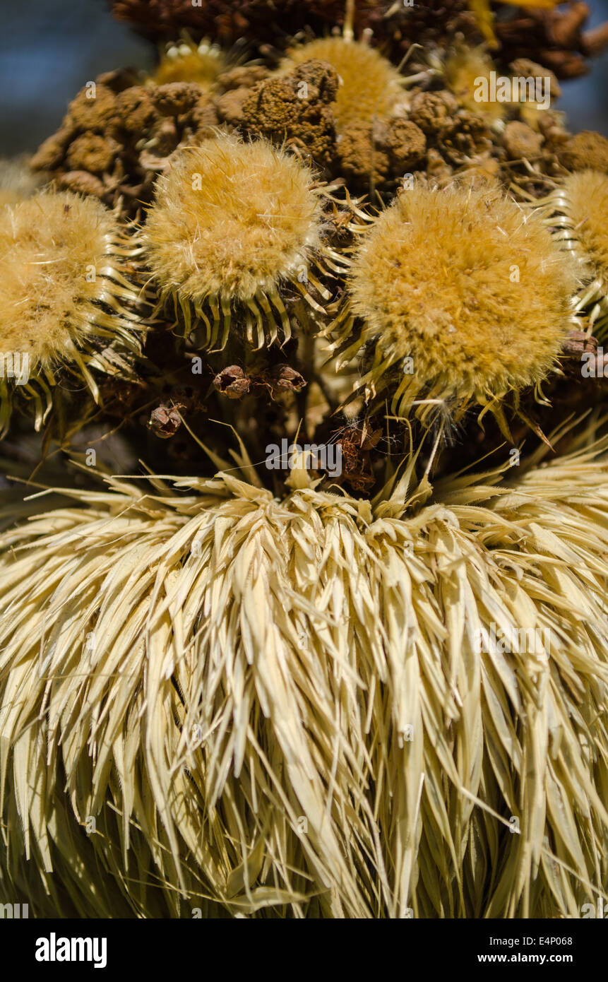 close up of palms fragment from the dried flowers rye bent grass Stock Photo