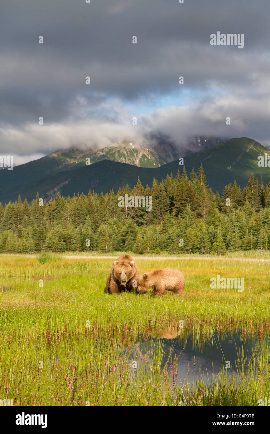 Grizzly bear and cub grazing in open space with mountains beyond Stock Photo