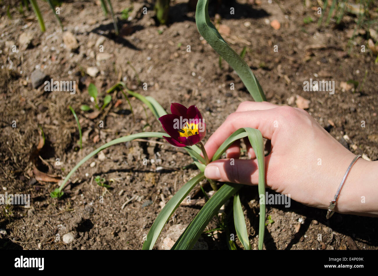 hand of woman to small red tulips in the garden Stock Photo