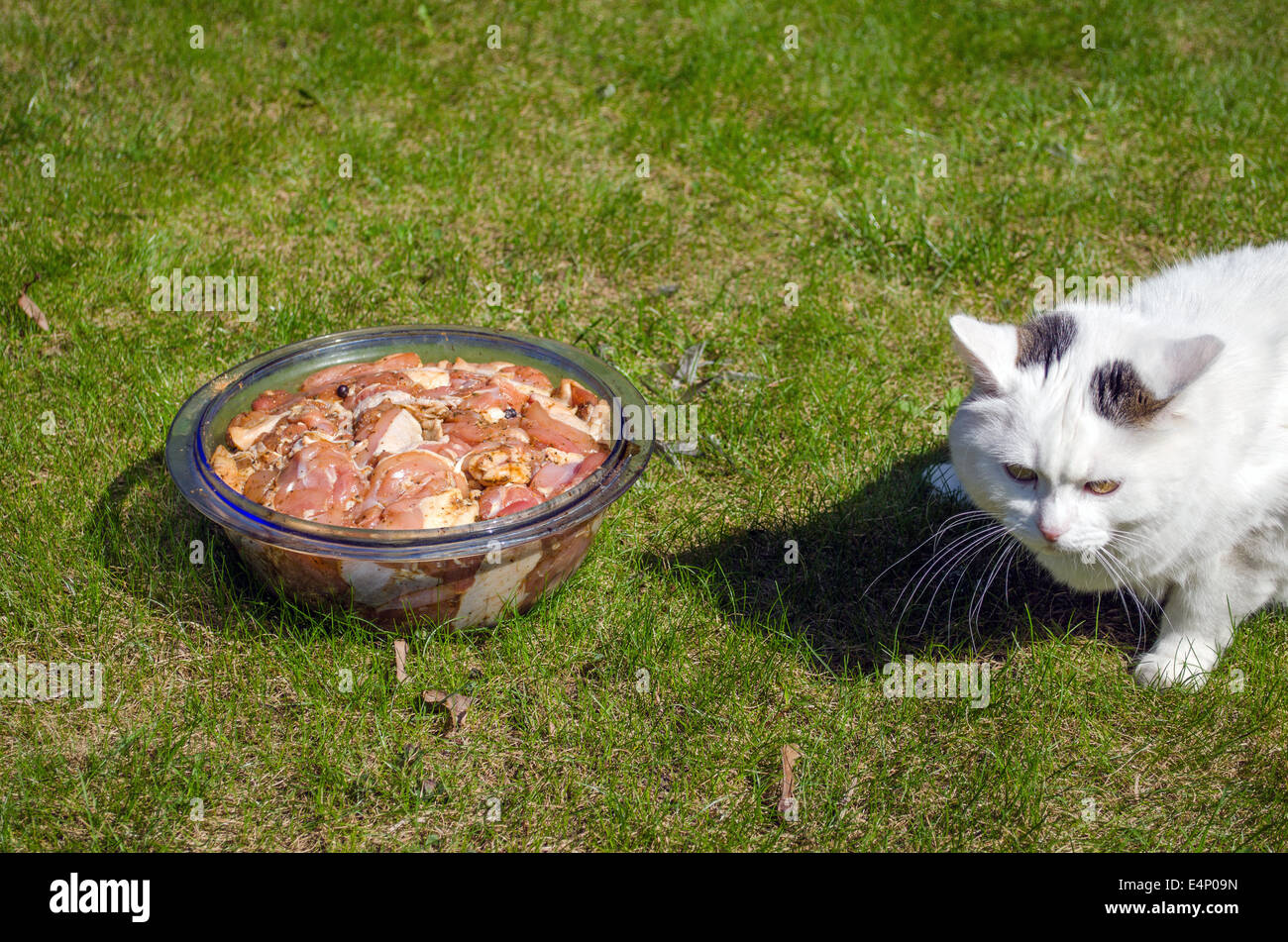 large glass bowl with the marinated pork pieces outside in the meadow next curious white cat Stock Photo