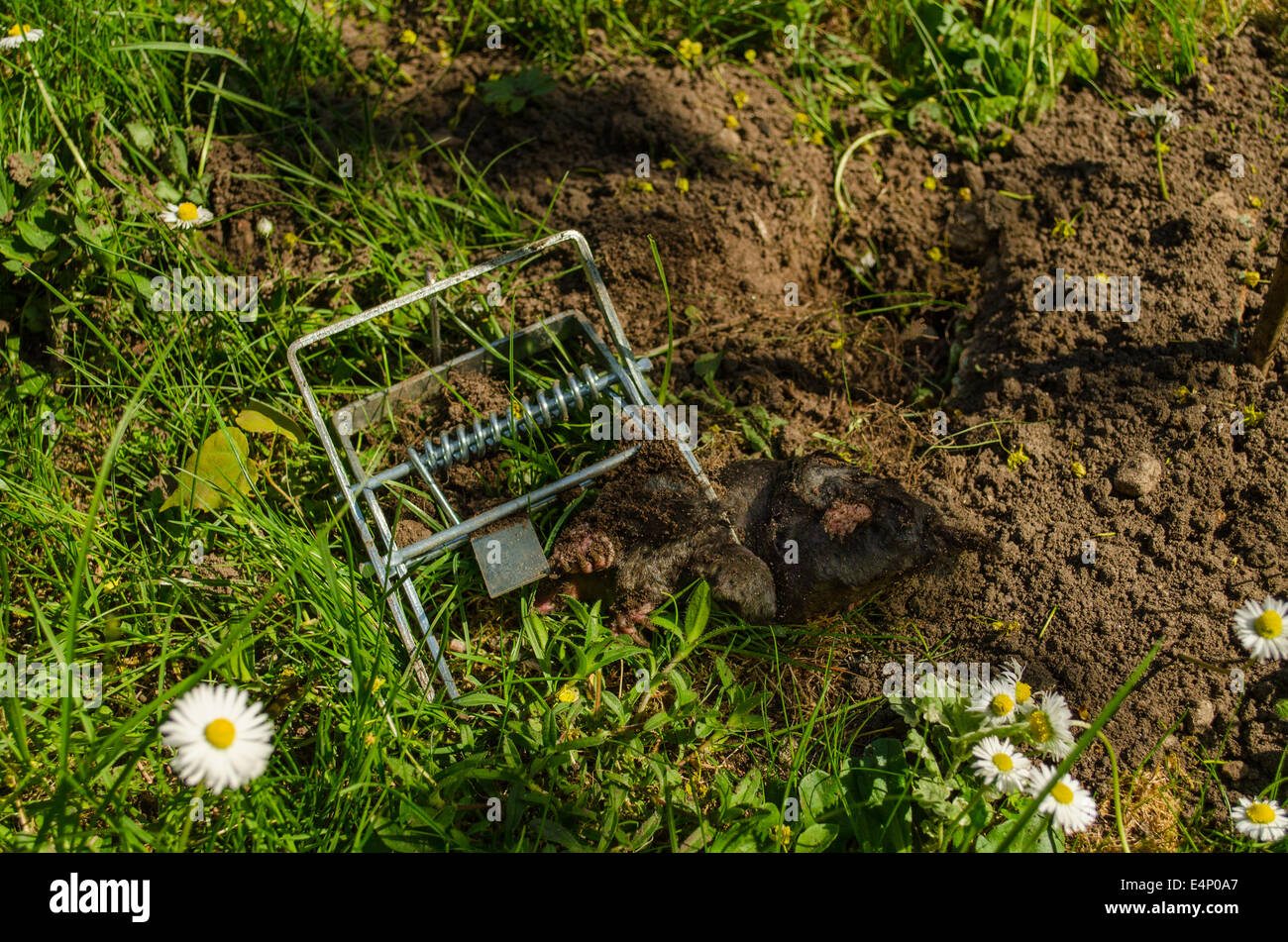 mole clutch of the iron trap to a cave in the meadow Stock Photo
