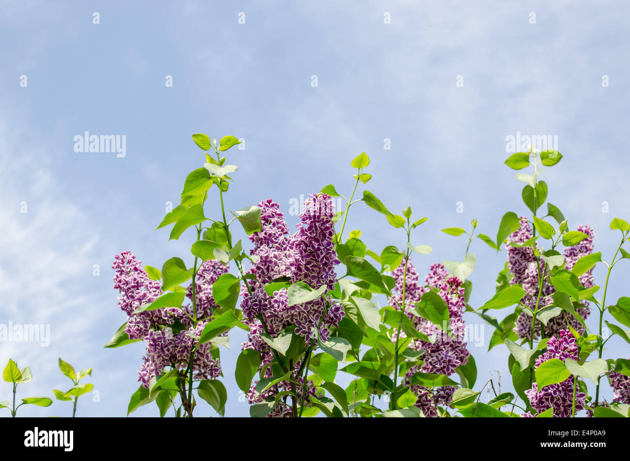 beautiful big violet lilac branch on blue sky background Stock Photo
