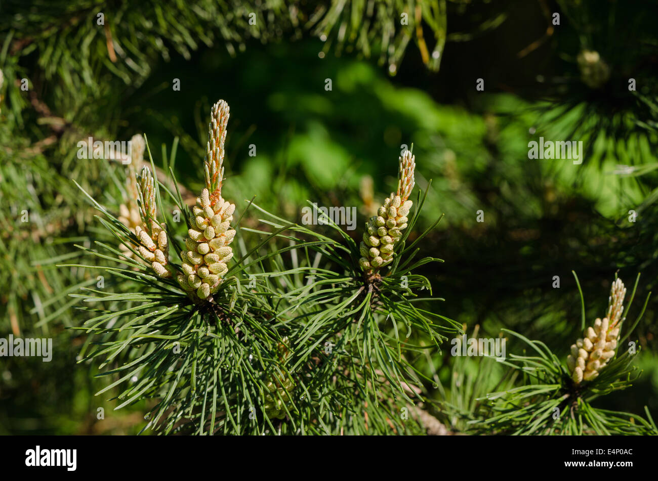 coniferous pine branch with beautiful young buds Stock Photo