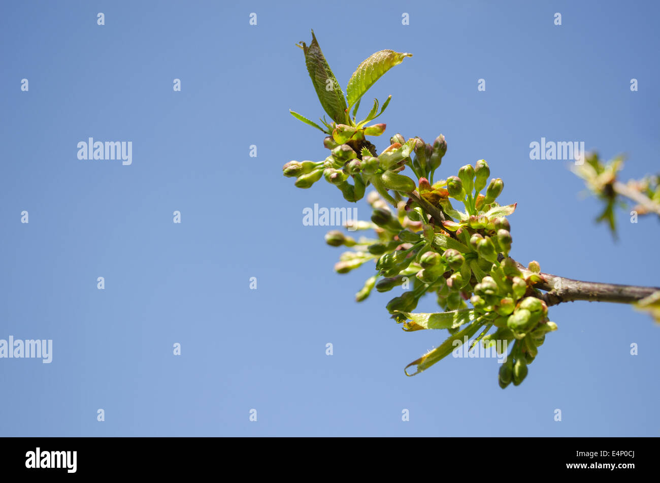 apple tree branch tip with green leaves and small buds on blue sky background Stock Photo