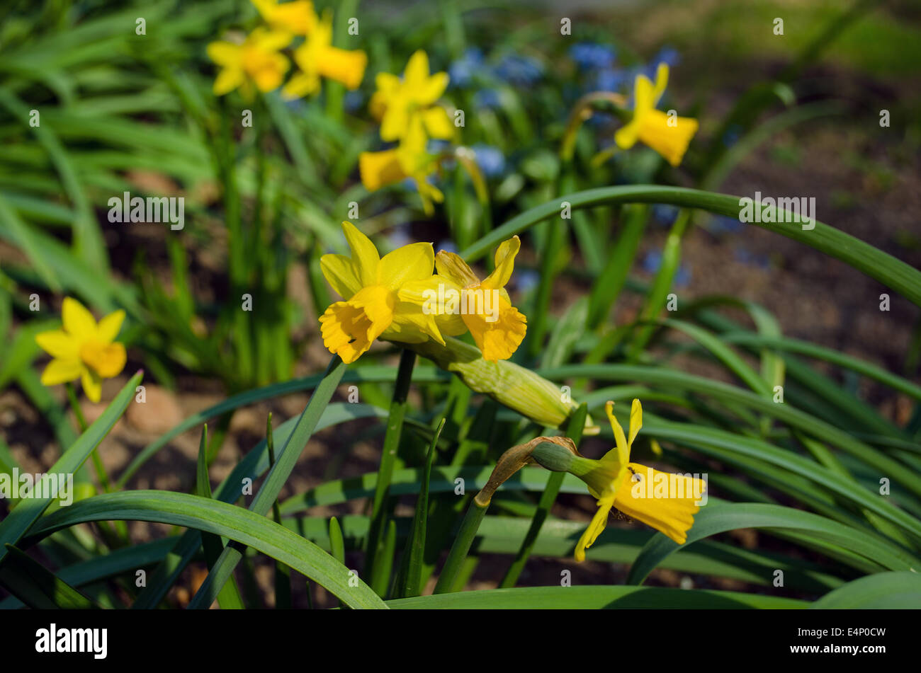 spring small yellow as the sun narcissus with green leaves Stock Photo