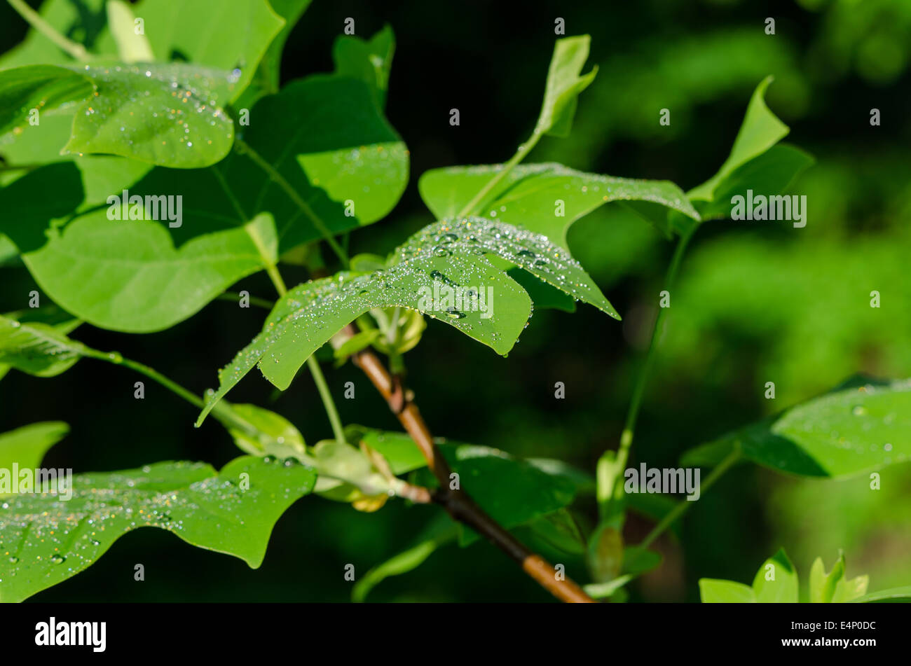 Sun reflections on tulip tree leaves covered with morning dew water drops. Amazing natural beauty. Stock Photo