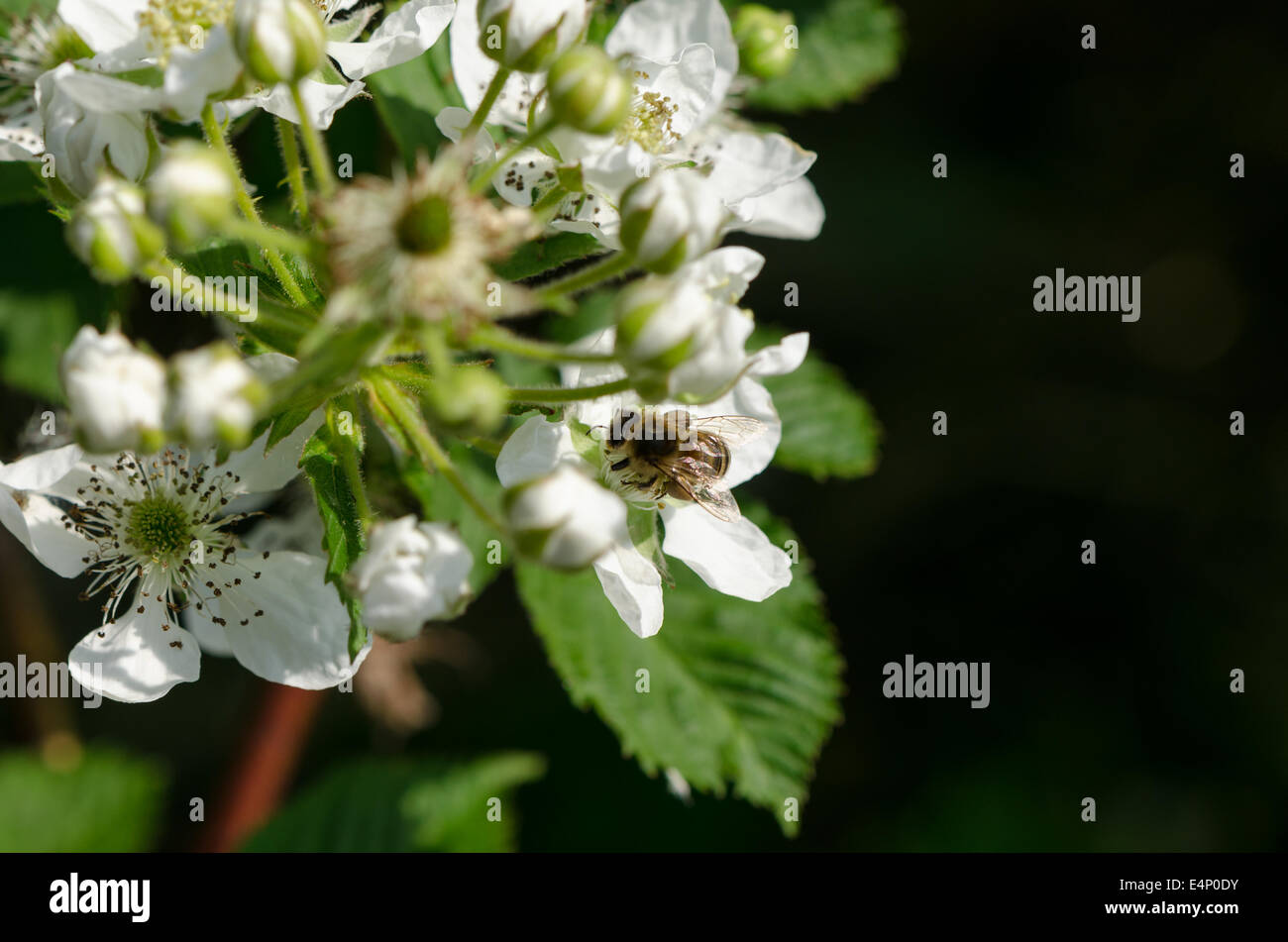 the young white blackberries florets fly two small bees summer time Stock Photo