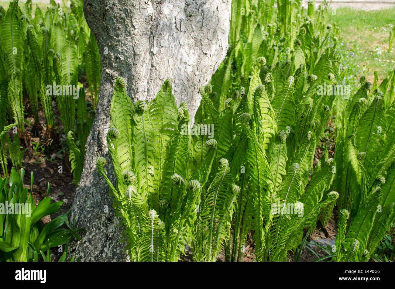 many small green ferns grow to a thick tree trunk Stock Photo