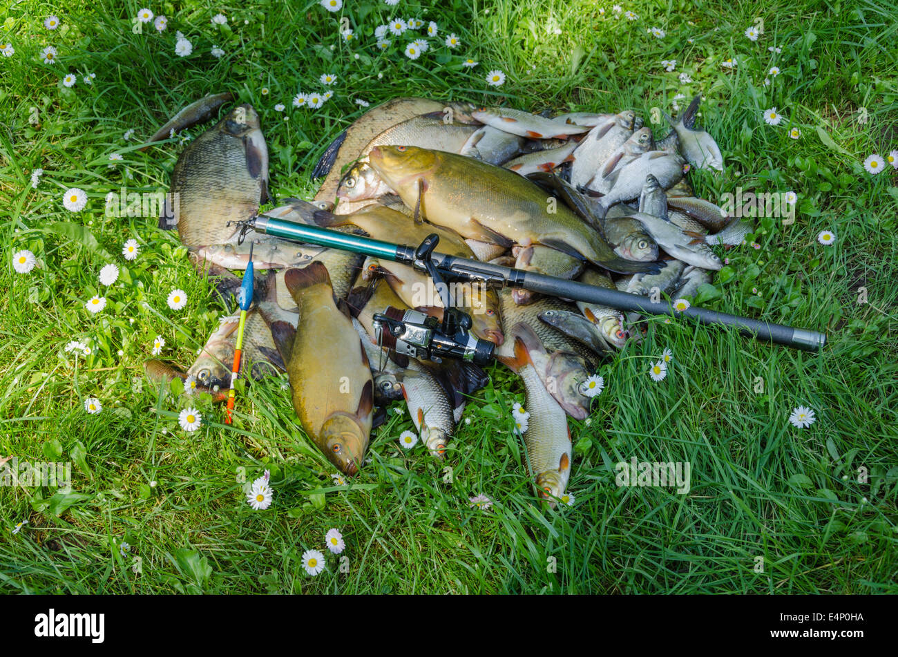 successful fish catch pile on grass with rod and float Stock Photo