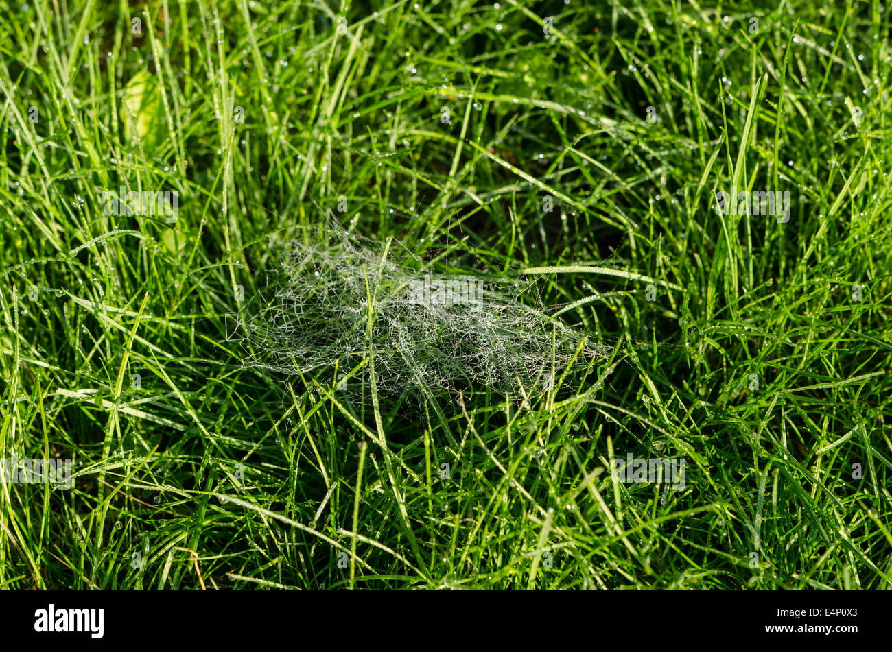 petite small spiders web full of dew drops in the morning meadow Stock Photo