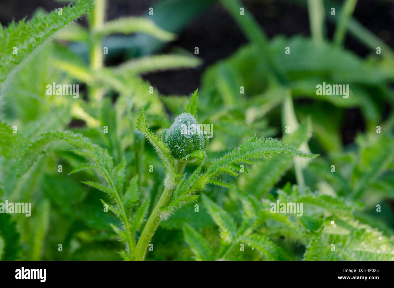 bright green garden plant with buds and small water drops Stock Photo
