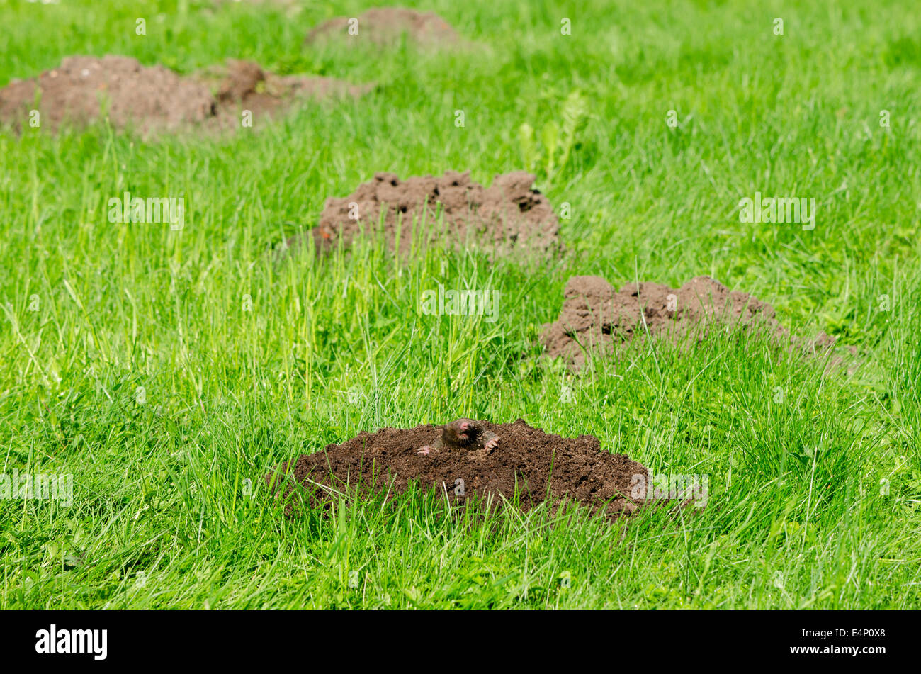 Mole hills on lawn grass and animal head in soil. Enemy for beautiful lawn. Stock Photo