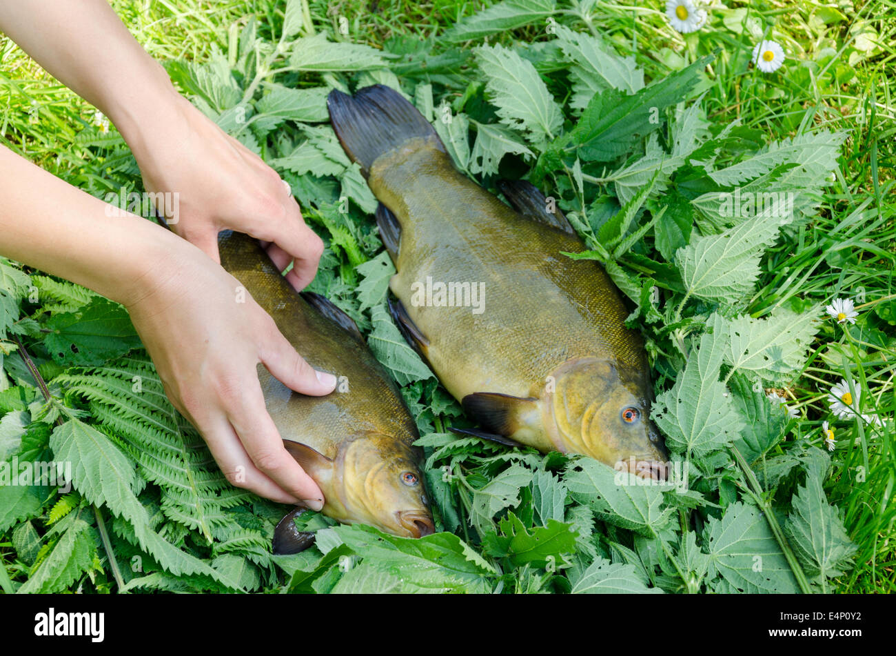 hand puts on nettle nice big shiny tench next to other fish Stock Photo
