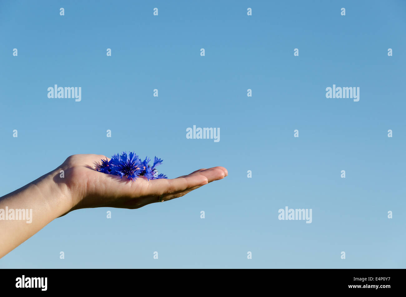 female hand with pile of cornflower blossom on blue spring sky background Stock Photo