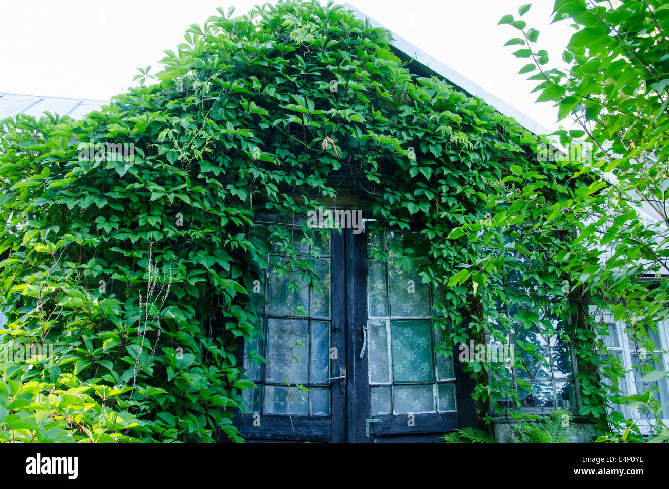 old rural house entrance doors covered with green creepers Stock Photo