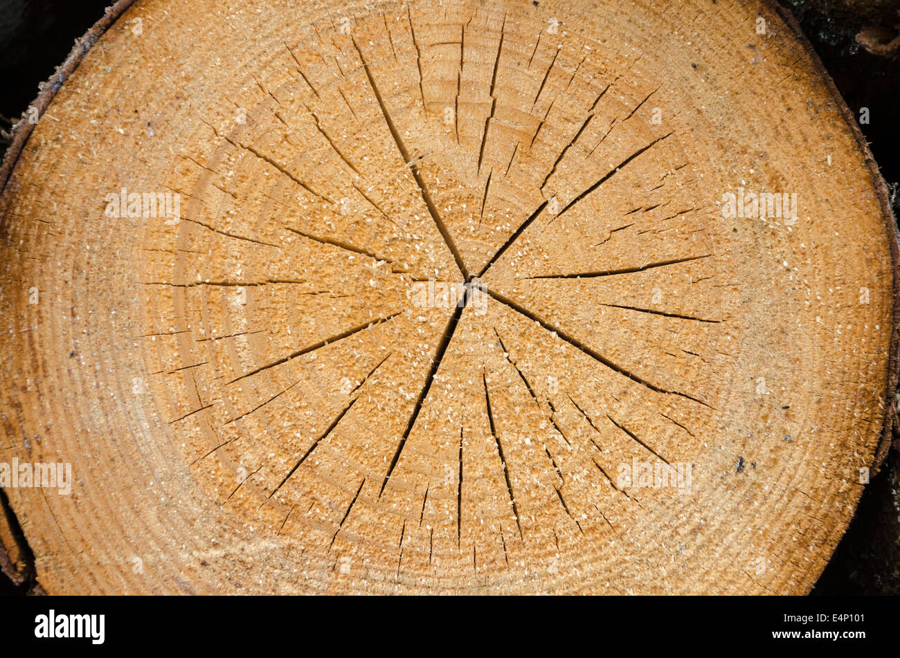 structure of the saw cut logs in the background Stock Photo - Alamy