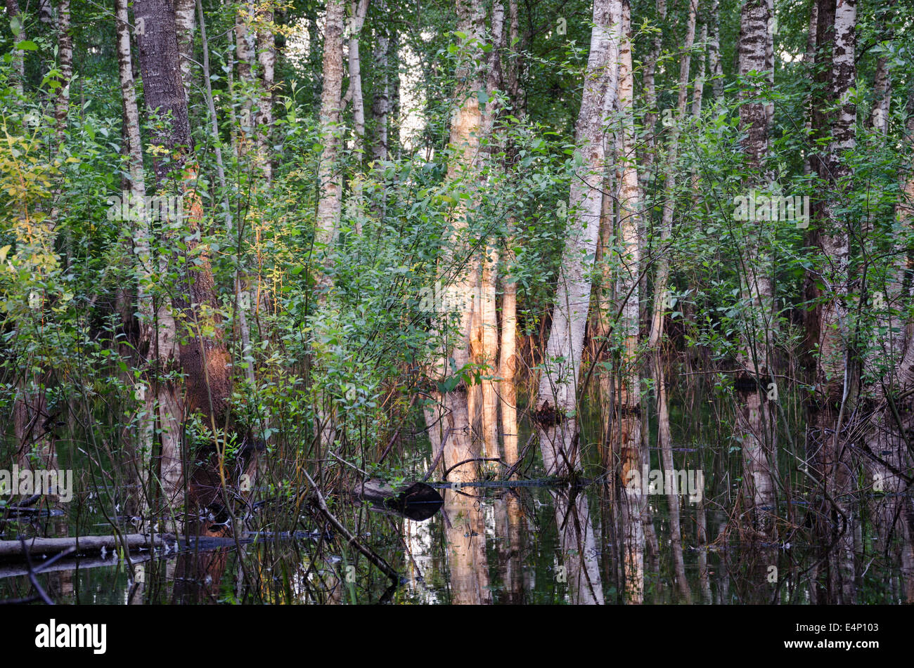 Inundation birch tree trunks underwater and beautiful evening sunset reflections on water in forest. Stock Photo