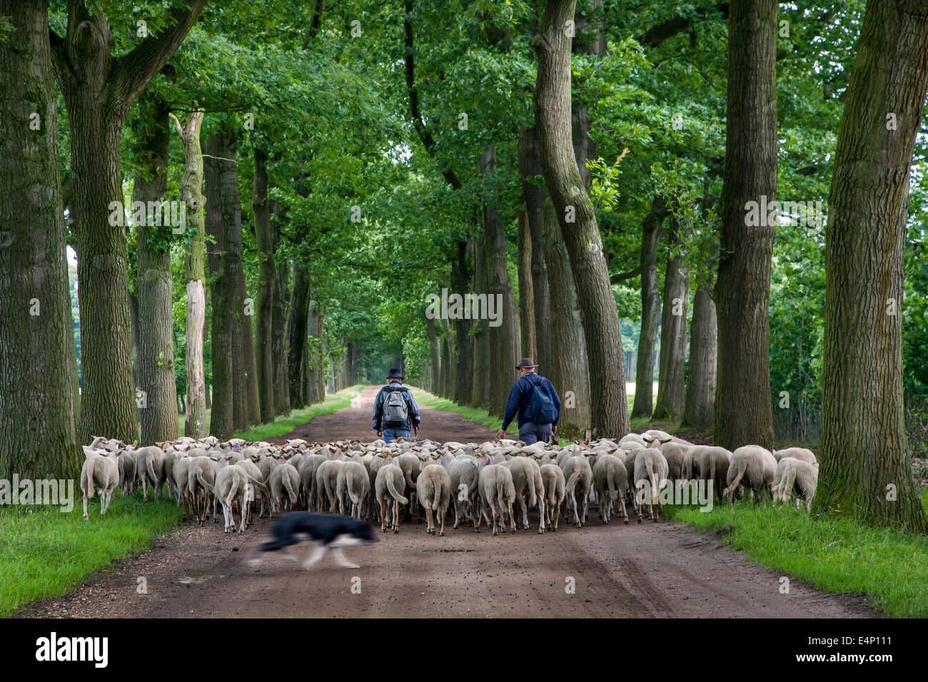 Two shepherds with sheepdog herding flock of white sheep along lane bordered with trees Stock Photo