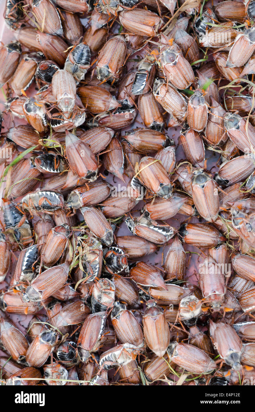 big pile of brown cockchafer chafer crawling on top of each other Stock Photo