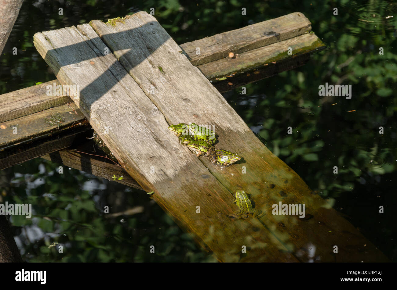 boards immersed in the water sitting in a group of little green frog Stock Photo
