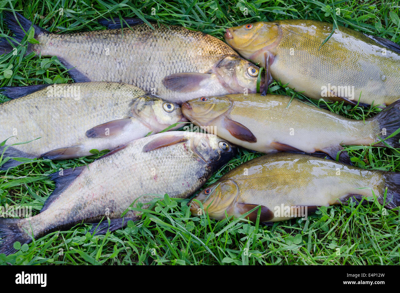close up of group of large shiny tench and bream on the meadow Stock Photo