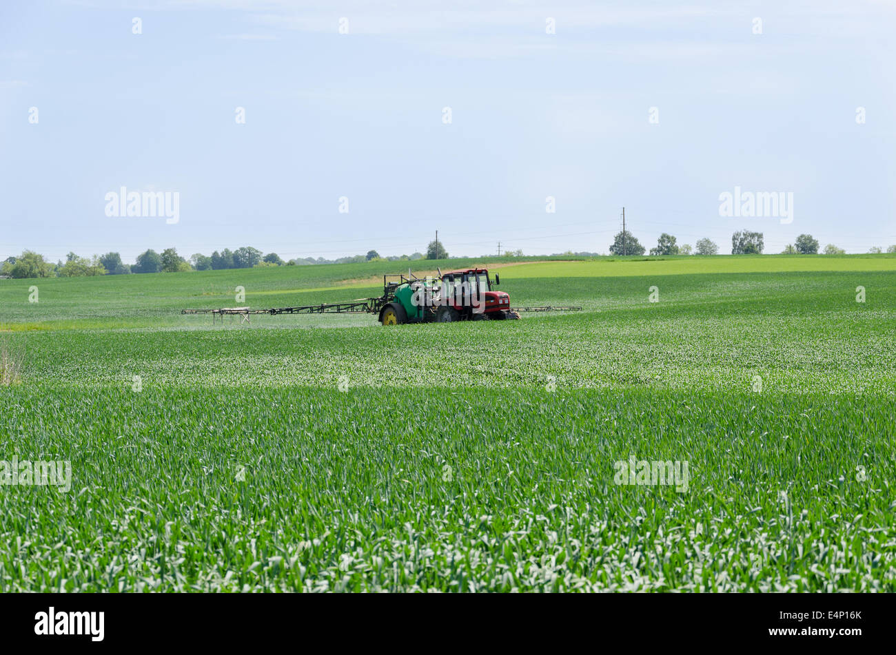 tractor with nozzles fertilizing grown crops from diseases and pests Stock Photo