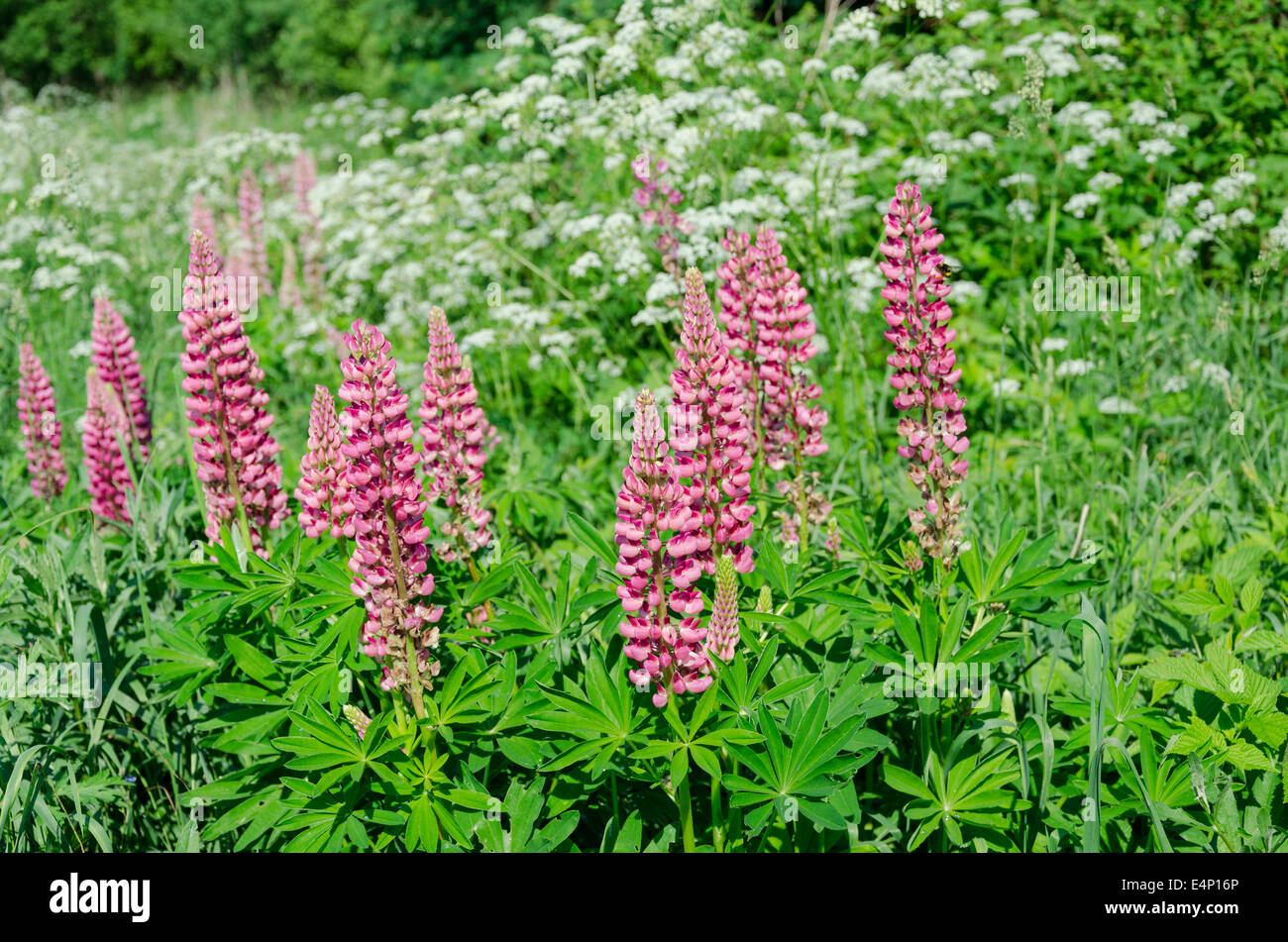 beautiful blooming pink lupine on green summer meadow Stock Photo