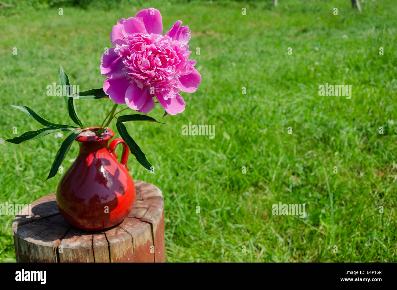 big red peony in earthen handmade pitcher on the stump grass background Stock Photo