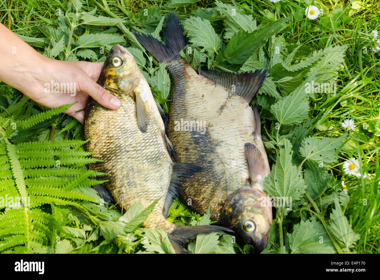 arm puts the green fern leaves three big bass fish Stock Photo