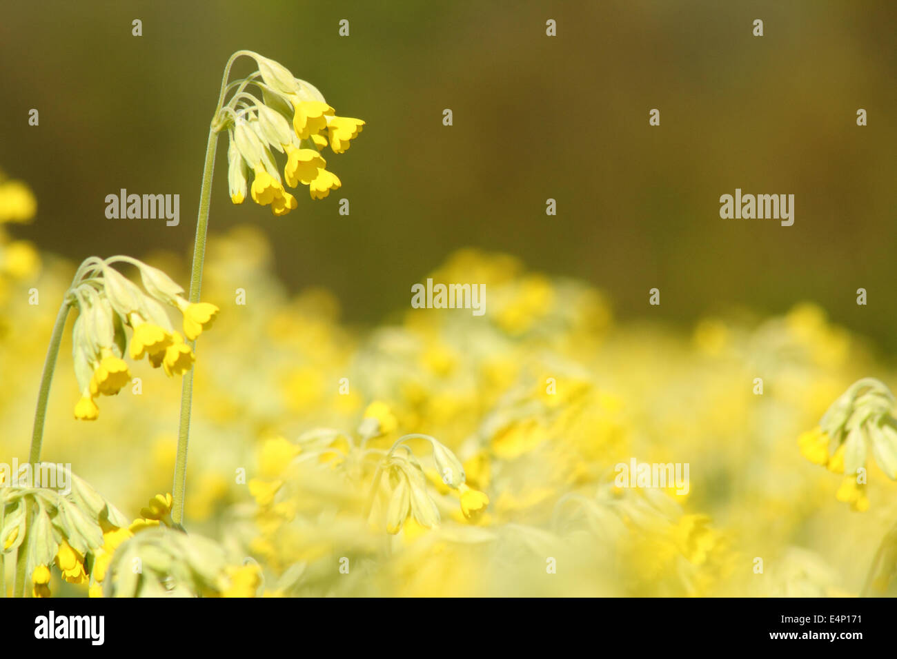 Cowslips (primula veris) in full bloom in a traditional  English meadow in the countryside, Derbyshire, England  UK Stock Photo