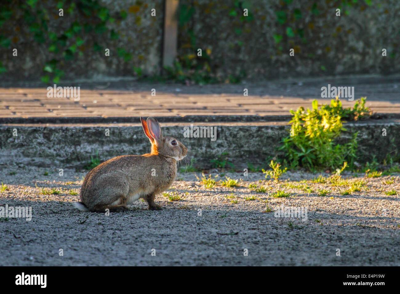 European rabbit / common rabbit (Oryctolagus cuniculus) sitting in the street Stock Photo
