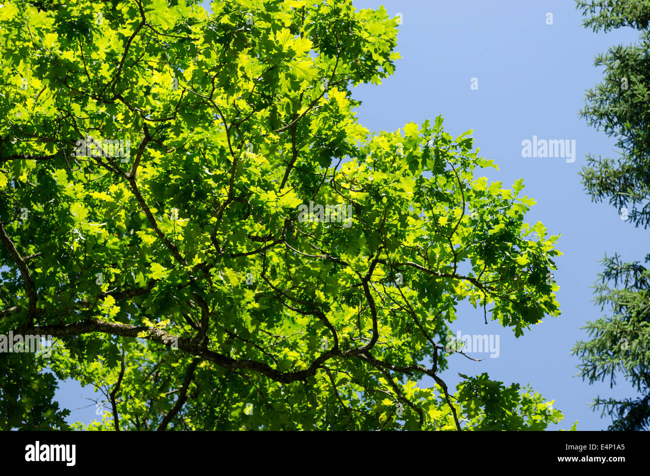 bright green birch foliage shining in the sun on blue sky background Stock Photo