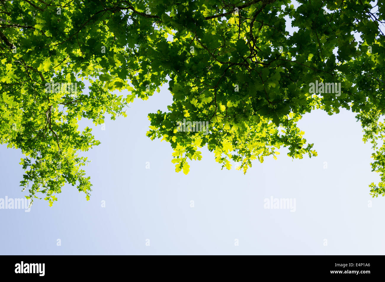 green birch leaves shining in the sun on blue sky background Stock Photo