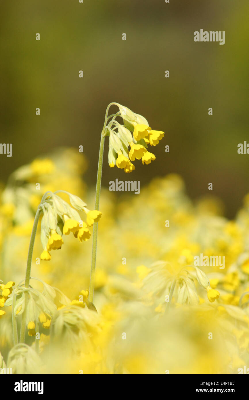 Cowslips (primula veris) flower in an English meadow, Derbyshire, UK Stock Photo