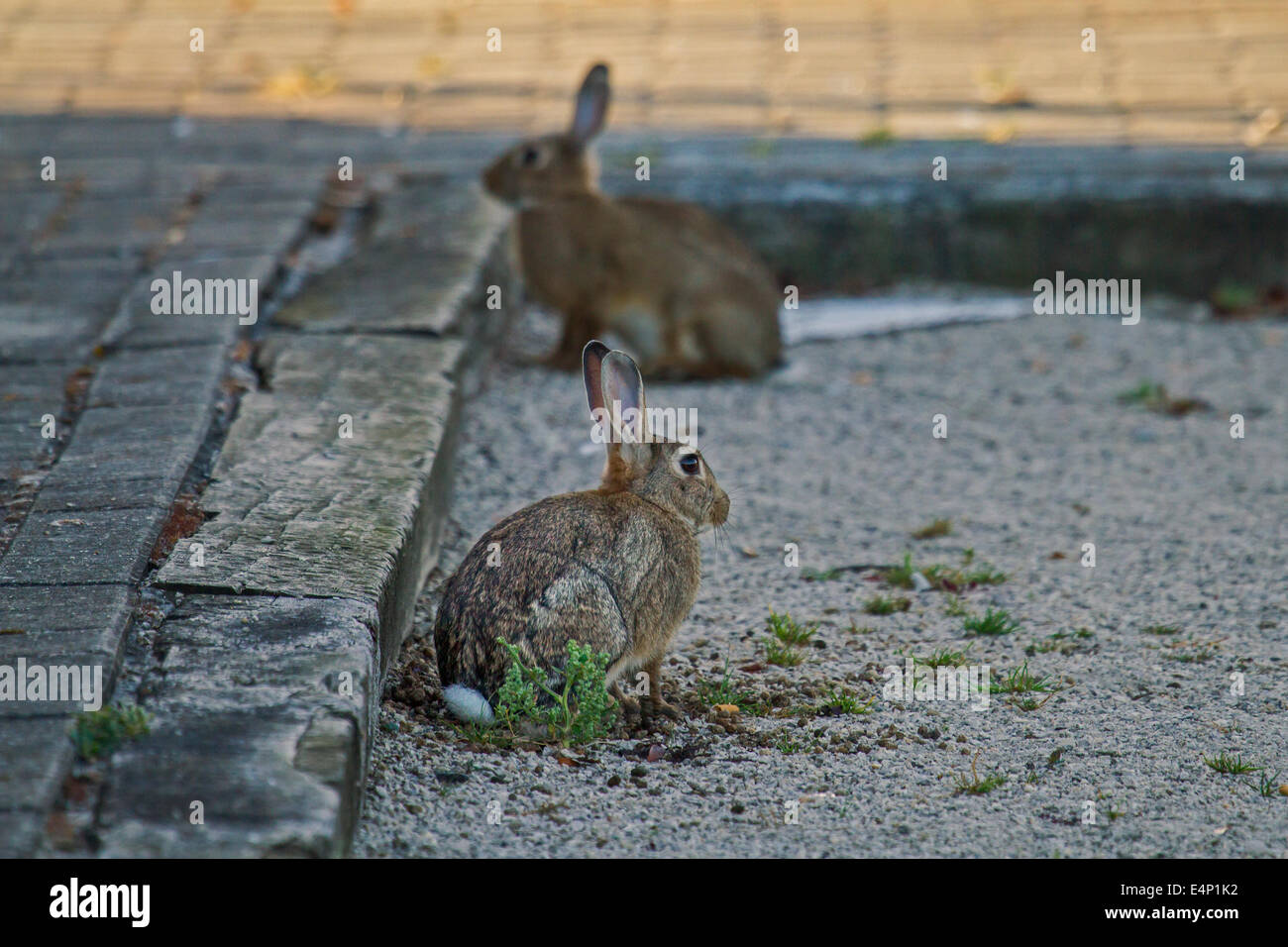 Two European rabbits / common rabbit (Oryctolagus cuniculus) sitting in the street Stock Photo