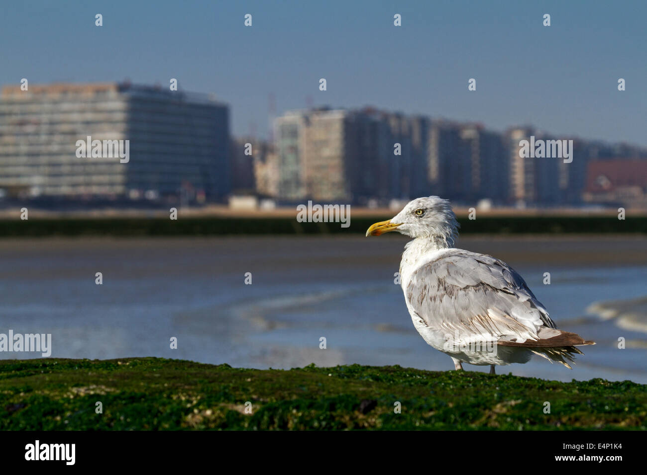 European herring gull (Larus argentatus) with wet feathers resting along the North Sea coast Stock Photo