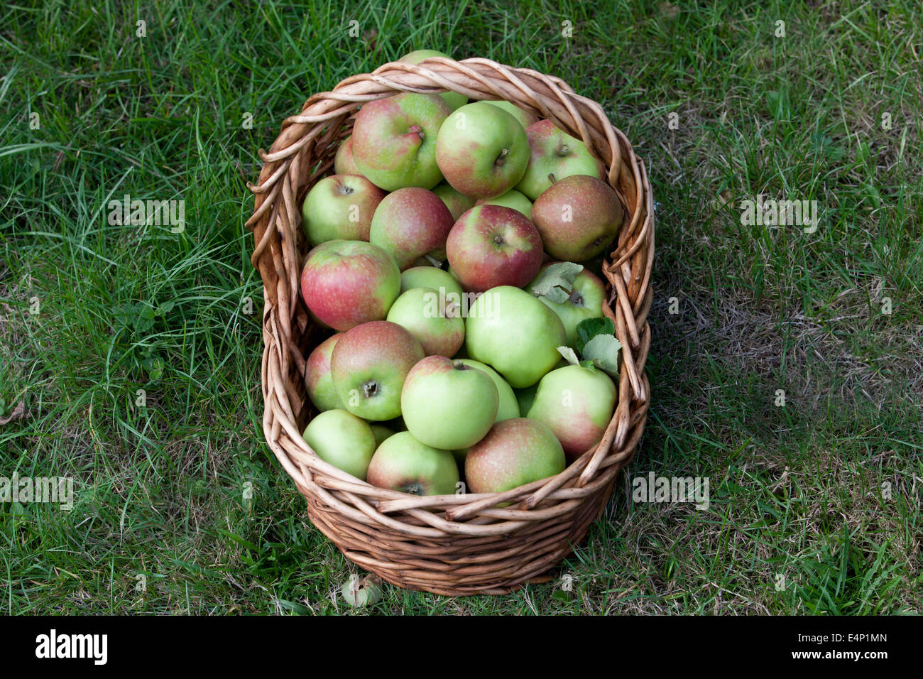 A basket of apples on the grass, view from above Stock Photo - Alamy