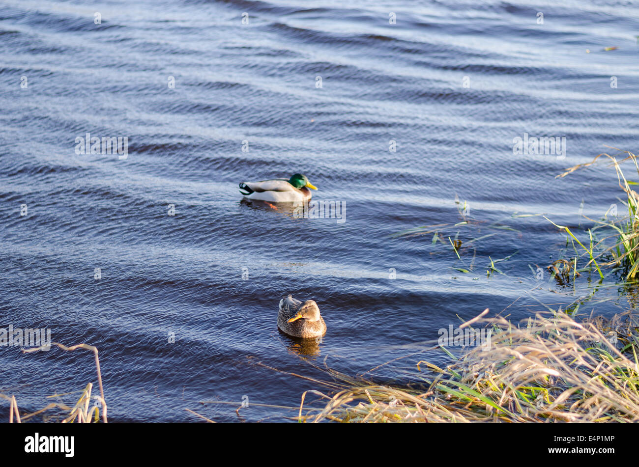 two ducks floating peacefully in the water in winter time Stock Photo