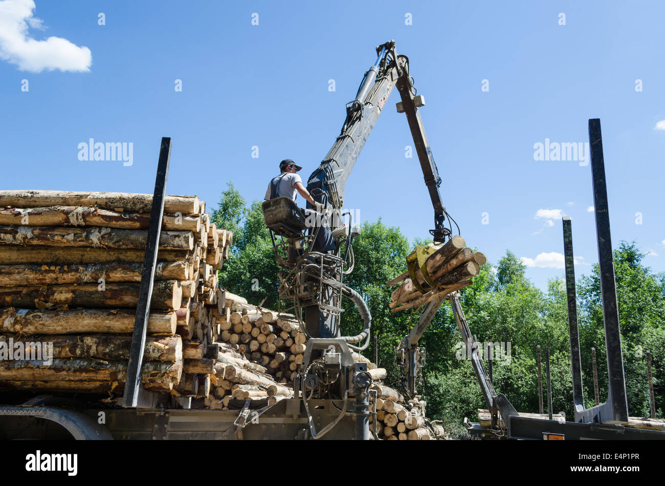 harvester working in forest, worker loading cut logs with crane in trailer Stock Photo
