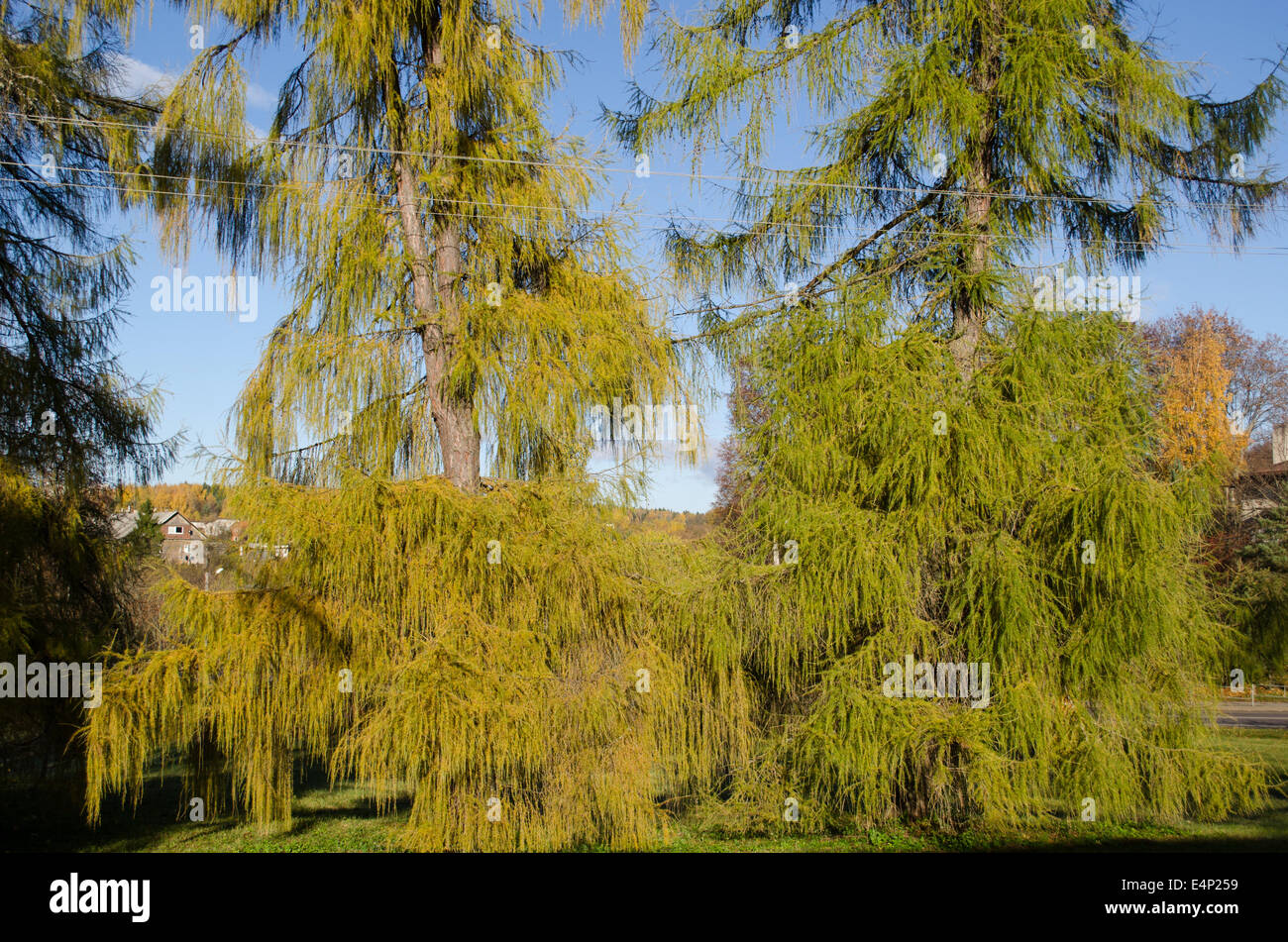 wide green branches beautiful larches autumn nature Stock Photo