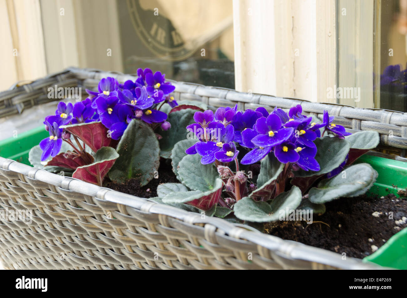 beautiful spring African-violet (lot. Saintpaulia) pot outside on the window sill Stock Photo