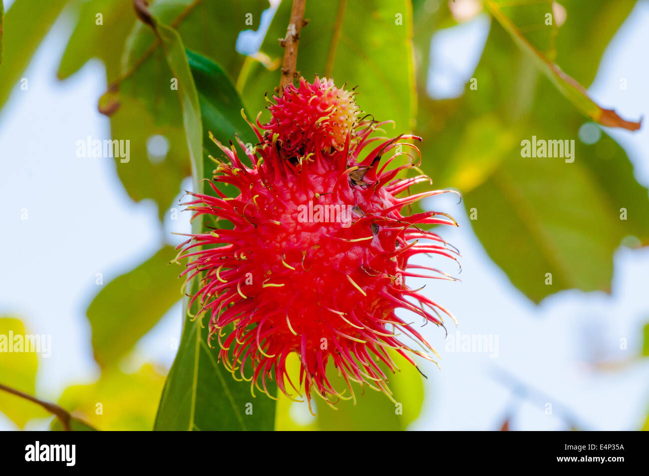 Rambutan in a tree hi-res stock photography and images - Alamy
